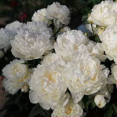 images